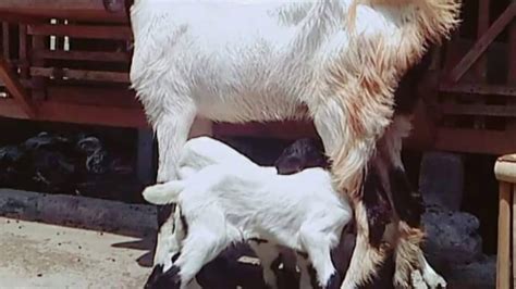 ANAK KAMBING LUCU LUCU LAGU ANAK KAMBING SAYA LAGU LEGENDARIS UNTUK ANAK ANAK - YouTube