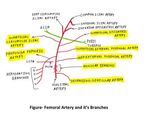 femoral artery branches - TCML - The Charsi of Medical Literature