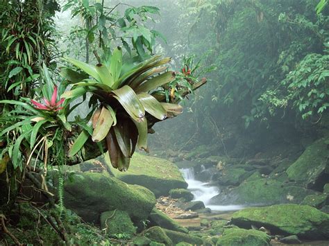 Flora - Tropical Rainforest