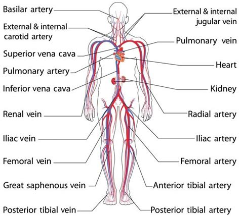 Common Iliac Artery Location and Function | Circulatory system, Human circulatory system ...