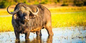 71+ Buffalo Names: Famous & Funny Naming Ideas | Farming Base