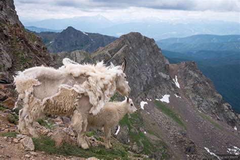 Mountain Goats with a View | Eagles Nest Wilderness, Gore Range, Colorado | Mountain Photography ...