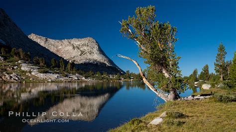 Vogelsang Peak (11500') and tree, Yosemite National Park, California