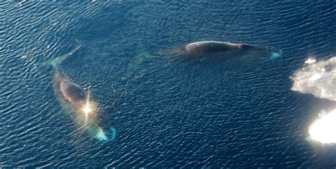 Bowhead Whale Vocalizations | Ocean Conservation Research