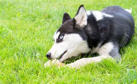 siberian-husky-puppy-play-A9K7R5T | Pet Dog Owner