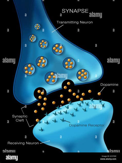 Neuron synapse hi-res stock photography and images - Alamy