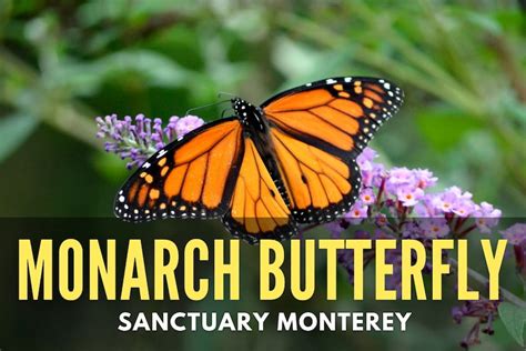 The Monarch Butterfly Sanctuary In Monterey, CA