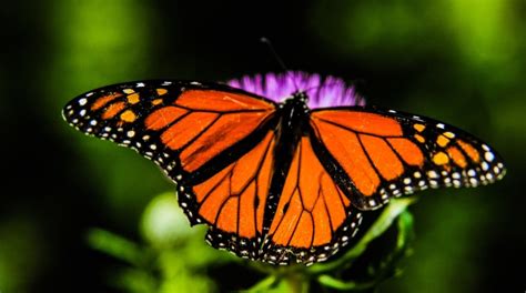 Creating a thriving butterfly habitat at home can alleviate habitat loss | Morning Ag Clips