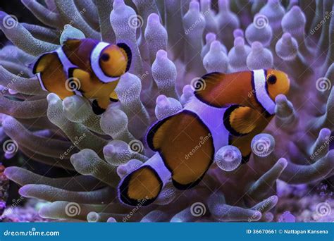 Anemone clownfish stock image. Image of anemone, symbiosis - 36670661