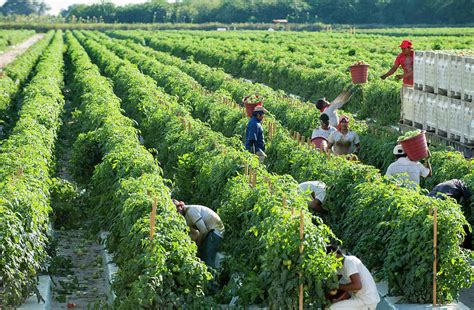 Tomato harvesting Photograph by Steve Williams | Pixels