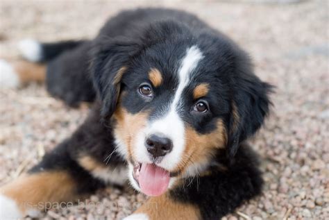 New Puppy, Bernese Mountain Dog | Elisabeth Hurley | Flickr