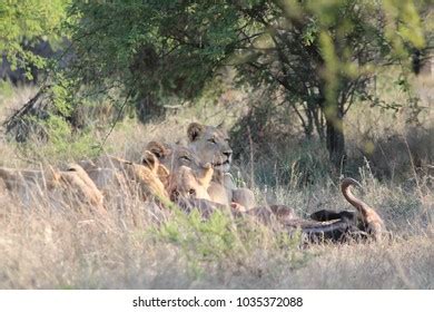 Lion Pride Hunting Wildebeest Stock Photo 1035372088 | Shutterstock