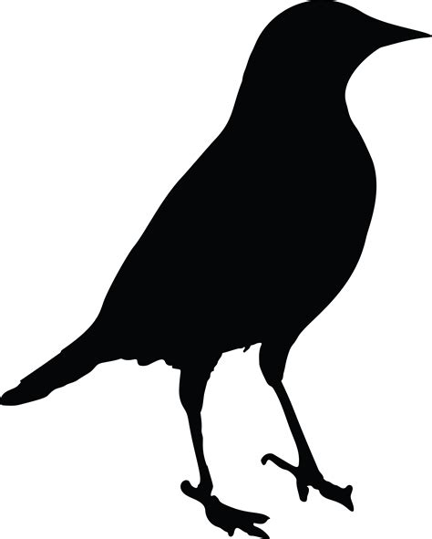 Common blackbird Drawing Clip art - Bird png download - 4000*4993 - Free Transparent Bird png ...