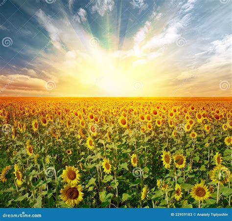 Landscape sunflower field stock image. Image of growth - 22959183