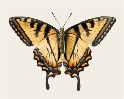 Vintage illustration of Butterfly - Download Free Vectors, Clipart Graphics & Vector Art