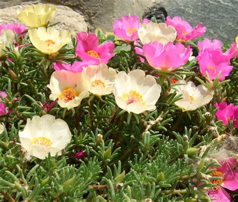 Moss Rose Mix Portulaca Grandiflora Seeds