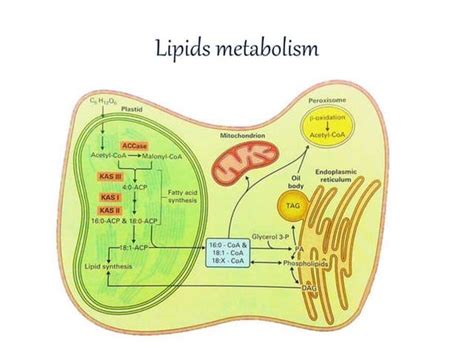 lipid biosynthesis | PPT