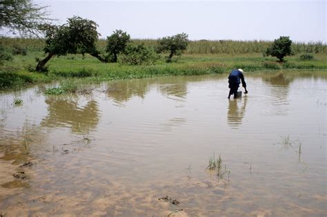 Guinea Worm Disease Nears Eradication | Scientific American