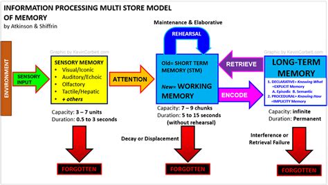 Shiffrin Model Of Memory / Image result for atkinson and shiffrin model of memory ... : They ...