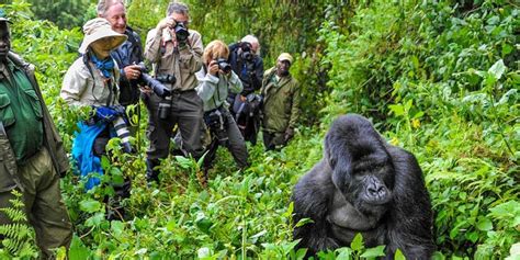 UPDATE: Rwanda extends reduced gorilla trekking permit fees | Southern ...