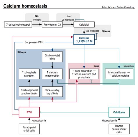 Calcium homeostasis and osteoporosis – McMaster Pathophysiology Review