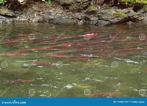 Saukeye Salmon during the Spawning Run in Alaska Stock Image - Image of coloring, annual: 119031137