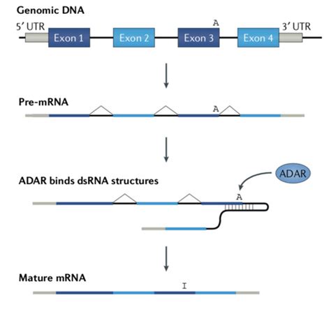 RNA editing basics and recoding RNA editing Flashcards | Quizlet