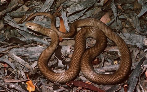 Australian man dies after trying to save dog from venomous snake