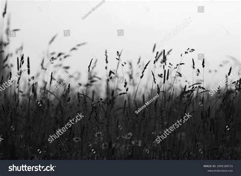 Black White Tall Grass Texture On Stock Photo 2092184731 | Shutterstock