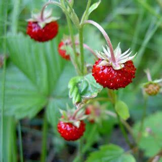 Wild Strawberry: Identifcation & Finding Strawberries