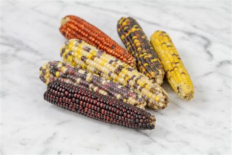 Baker Creek Heirloom Seeds RareSeeds.com Cherokee Long Ear Corn MA IMG_6410 | Espoma