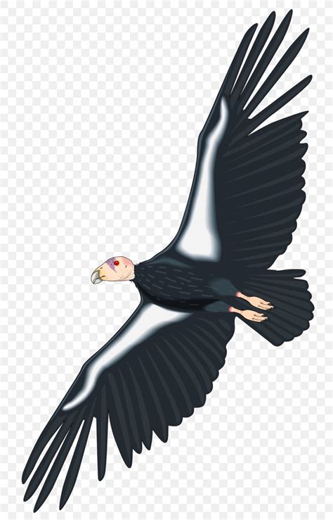 California Condor Royalty-free Clip Art, PNG, 766x1280px, Condor ...