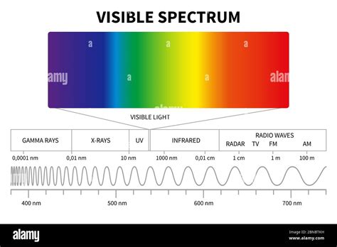 Visible light diagram. Color electromagnetic spectrum, light wave frequency. Educational school ...