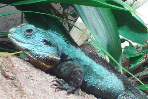 Australian Water Dragon - The Australian Museum