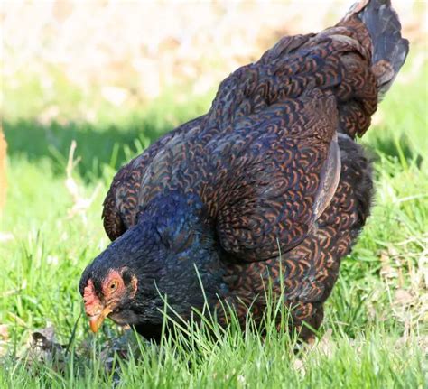 Top 10 Largest Chicken Breeds (With Photos) - ChickenMag