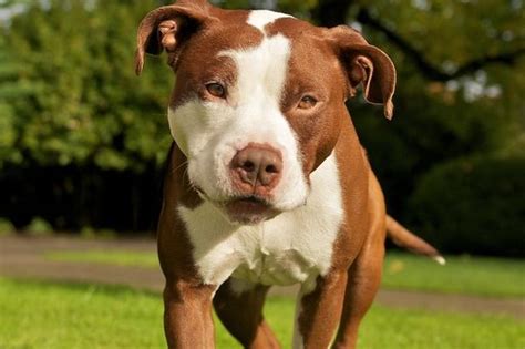 10 cosas que no sabías sobre los perros pitbull