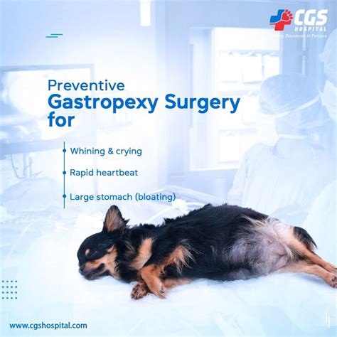 What Is Dog Gastropexy Surgery