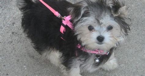 Toy Morkie Puppies | Wow Blog