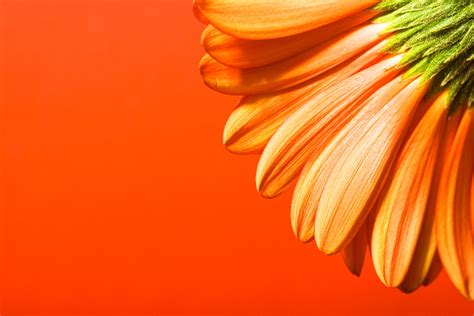 Beautiful Orange Flower Design Background For PowerPoint, Google Slide ...