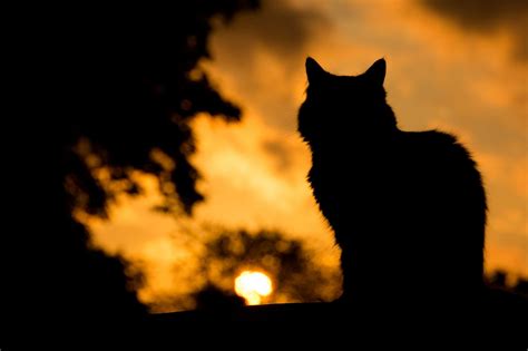 Cat Silhouette Wallpapers - Top Free Cat Silhouette Backgrounds - WallpaperAccess