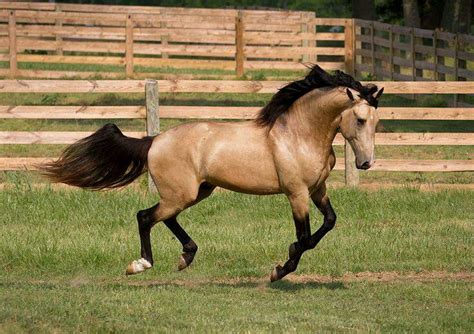 Buckskin Horse Facts with Pictures