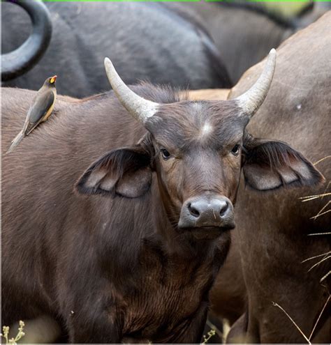 Buffalo horns | Singita