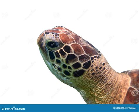 Green Sea Turtle Head Closeup Isolated Stock Photo - Image: 39080304