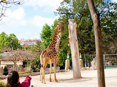 Outdoor activities in Lisbon for kids – things to do in Lisbon