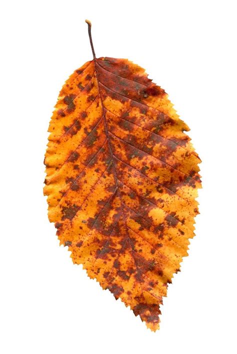 Elm Tree Leaf Close Up Shot. Golden Autumn Colours Elm Tree Leaf Isolated. Stock Image - Image ...