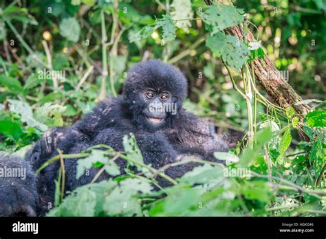 Baby Mountain gorilla sitting in leaves in the Virunga National Park, Democratic Republic Of ...