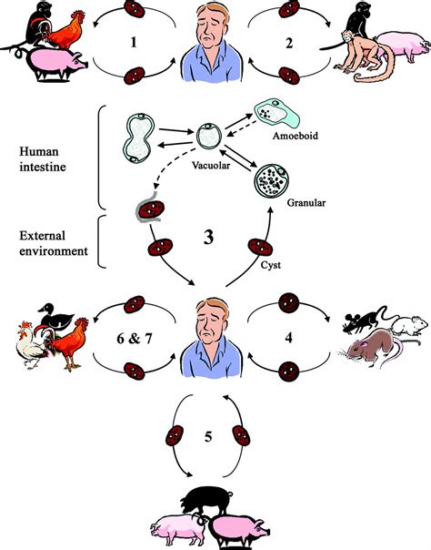 Blastocystis & blastocystis hominis, causes, symptoms, diagnosis ...