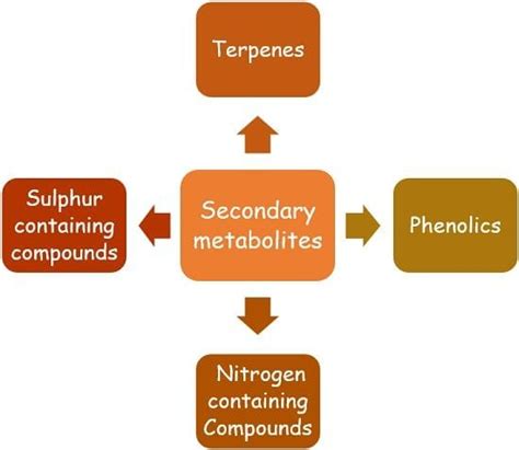 Difference Between Primary Metabolites and Secondary Metabolites (with ...