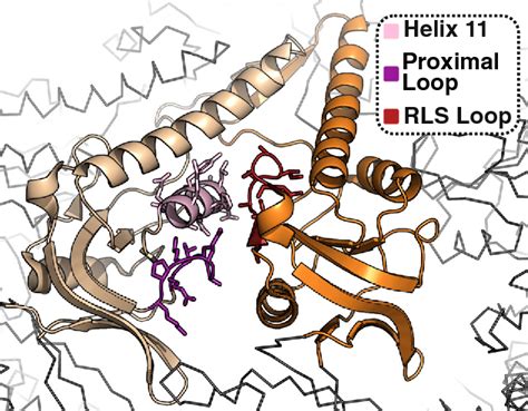 Figure 3 from The Mechanism and Function of Group II Chaperonins. | Semantic Scholar