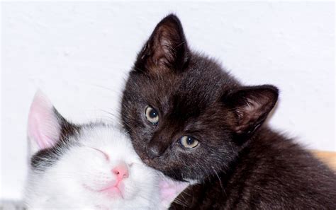 Free Images : kittens, cat babies, baby cats, black white, sweet, dear, adidas, domestic cat ...